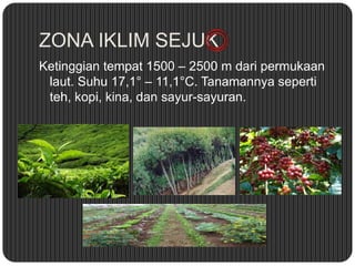 ZONA IKLIM SEJUK
Ketinggian tempat 1500 – 2500 m dari permukaan
laut. Suhu 17,1° – 11,1°C. Tanamannya seperti
teh, kopi, kina, dan sayur-sayuran.
 