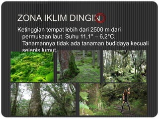 ZONA IKLIM DINGIN
Ketinggian tempat lebih dari 2500 m dari
permukaan laut. Suhu 11,1° – 6,2°C.
Tanamannya tidak ada tanaman budidaya kecuali
sejenis lumut.
 