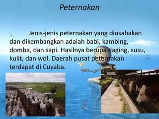 Peternakan
Jenis-jenis peternakan yang diusahakan
dan dikembangkan adalah babi, kambing,
domba, dan sapi. Hasilnya berupa daging, susu,
kulit, dan wol. Daerah pusat peternakan
terdapat di Cuyaba.
 