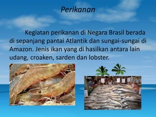 Perikanan
Kegiatan perikanan di Negara Brasil berada
di sepanjang pantai Atlantik dan sungai-sungai di
Amazon. Jenis ikan yang di hasilkan antara lain
udang, croaken, sarden dan lobster.
 
