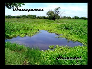 Hezegunea Humedal 