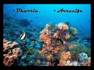 Uharria Arrecife 