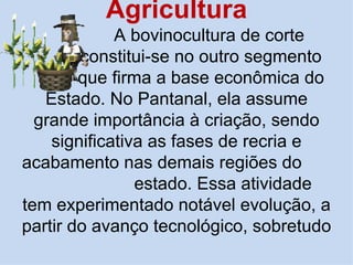 Agricultura
             A bovinocultura de corte
        constitui-se no outro segmento
        que firma a base econômica do
   Estado. No Pantanal, ela assume
  grande importância à criação, sendo
    significativa as fases de recria e
acabamento nas demais regiões do
                estado. Essa atividade
tem experimentado notável evolução, a
partir do avanço tecnológico, sobretudo
 