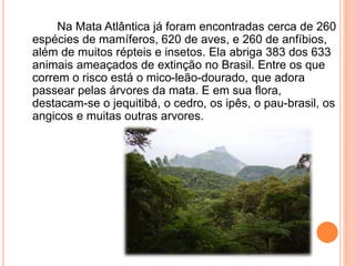 Na Mata Atlântica já foram encontradas cerca de 260
espécies de mamíferos, 620 de aves, e 260 de anfíbios,
além de muitos répteis e insetos. Ela abriga 383 dos 633
animais ameaçados de extinção no Brasil. Entre os que
correm o risco está o mico-leão-dourado, que adora
passear pelas árvores da mata. E em sua flora,
destacam-se o jequitibá, o cedro, os ipês, o pau-brasil, os
angicos e muitas outras arvores.
 