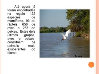 Até agora já
foram encontradas
na região 122
espécies de
mamíferos, 93 de
répteis, 656 de
aves e 263 de
peixes. Estes dois
últimos grupos,
aves e peixes,
constituem os
animais mais
exuberantes do
bioma.
Tuiuiú
 