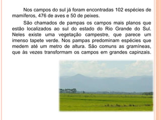 Nos campos do sul já foram encontradas 102 espécies de
mamíferos, 476 de aves e 50 de peixes.
São chamados de pampas os campos mais planos que
estão localizados ao sul do estado do Rio Grande do Sul.
Neles existe uma vegetação campestre, que parece um
imenso tapete verde. Nos pampas predominam espécies que
medem até um metro de altura. São comuns as gramíneas,
que às vezes transformam os campos em grandes capinzais.
 