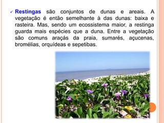  Restingas são conjuntos de dunas e areais. A
vegetação é então semelhante à das dunas: baixa e
rasteira. Mas, sendo um ecossistema maior, a restinga
guarda mais espécies que a duna. Entre a vegetação
são comuns araçás da praia, sumarés, açucenas,
bromélias, orquídeas e sepetibas.
 