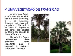  UMA VEGETAÇÃO DE TRANSIÇÃO
A mata dos Cocais
é uma area de transição
entre o bioma da catinga
e o da Amazônia.
Aparece principalmente
no estado do Maranhão e
do Piauí e espalha-se
por partes dos estados
do Ceará, Rio Grande do
Norte e Tocantins.
Na mata dos Cocais
destacam-se duas
palmeiras muito
importante para a
economia da região: o
babaçu e a carnaúba.
 