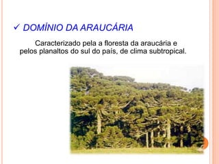  DOMÍNIO DA ARAUCÁRIA
Caracterizado pela a floresta da araucária e
pelos planaltos do sul do país, de clima subtropical.
 