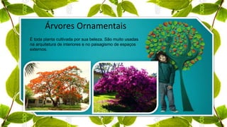 Árvores Ornamentais
É toda planta cultivada por sua beleza. São muito usadas
na arquitetura de interiores e no paisagismo de espaços
externos.
 