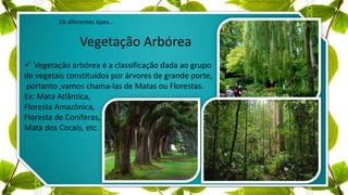 Os diferentes tipos...
Vegetação Arbórea
 Vegetação arbórea é a classificação dada ao grupo
de vegetais constituídos por árvores de grande porte,
portanto ,vamos chama-las de Matas ou Florestas.
Ex: Mata Atlântica,
Floresta Amazônica,
Floresta de Coníferas,
Mata dos Cocais, etc.
 