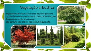 egeta
Vegetação arbustiva
Vegetação Arbustiva são arvores de porte pequeno
ou em fase de desenvolvimento. Seus caules são mais
finos do que os de uma árvore.
são comuns nos jardins, nas casas, bosques, etc.
 