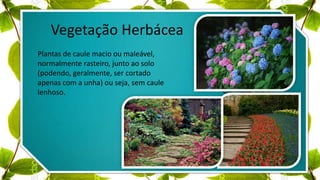 Vegetação Herbácea
Plantas de caule macio ou maleável,
normalmente rasteiro, junto ao solo
(podendo, geralmente, ser cortado
apenas com a unha) ou seja, sem caule
lenhoso.
 