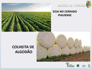 •
SOJA NO CERRADO
PIAUIENSE
COLHEITA DE
ALGODÃO
 