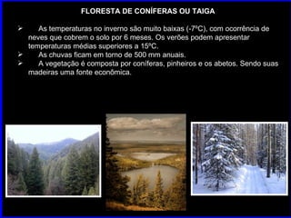 FLORESTA DE CONÍFERAS OU TAIGA As temperaturas no inverno são muito baixas (-7ºC), com ocorrência de neves que cobrem o solo por 6 meses. Os verões podem apresentar temperaturas médias superiores a 15ºC. As chuvas ficam em torno de 500 mm anuais. A vegetação é composta por coníferas, pinheiros e os abetos. Sendo suas madeiras uma fonte econômica.  