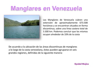 Los Manglares de Venezuela cubren una
extensión de aproximadamente 673.500
hectáreas y se encuentran situados en forma
discontinua, sobre una línea costera total de
3.300 km. Podemos concluir que los mismos
ocupan alrededor de 33% de la costa
De acuerdo a la ubicación de las áreas discontinuas de manglares
a lo largo de la costa venezolana, éstos pueden agruparse en seis
grandes regiones, definidas de la siguiente manera:
Kyssbel Mujica
 
