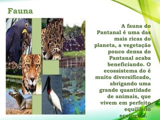 Fauna
A fauna do
Pantanal é uma das
mais ricas do
planeta, a vegetação
pouco densa do
Pantanal acaba
beneficiando. O
ecossistema do é
muito diversificado,
abrigando uma
grande quantidade
de animais, que
vivem em perfeito
equilíbrio
ecológico.
 