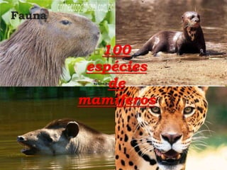 Fauna
 100
espécies
de
mamíferos
 