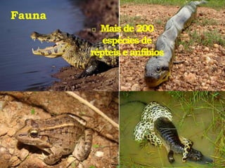 Fauna
 Mais de 200
espéciesde
répteise anfíbios
 