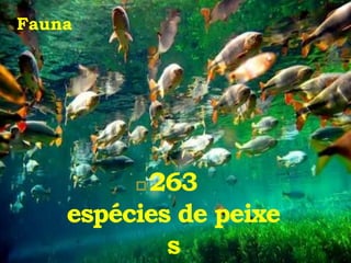 Fauna
 263
espécies de peixe
s
 