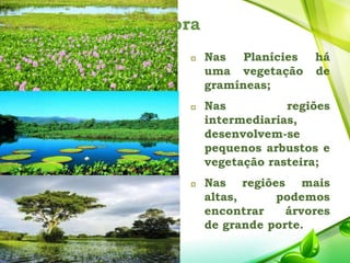 Flora
 Nas Planícies há
uma vegetação de
gramíneas;
 Nas regiões
intermediarias,
desenvolvem-se
pequenos arbustos e
vegetação rasteira;
 Nas regiões mais
altas, podemos
encontrar árvores
de grande porte.
 