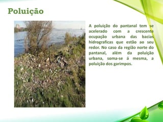 Poluição
A poluição do pantanal tem se
acelerado com a crescente
ocupação urbana das bacias
hidrograficas que estão ao seu
redor. No caso da região norte do
pantanal, além da poluição
urbana, soma-se á mesma, a
poluição dos garimpos.
 