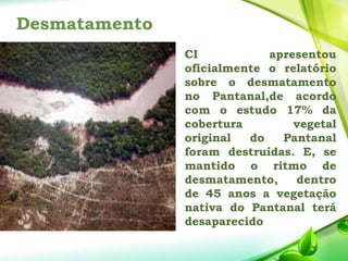 Desmatamento
 CI apresentou
oficialmente o relatório
sobre o desmatamento
no Pantanal,de acordo
com o estudo 17% da
cobertura vegetal
original do Pantanal
foram destruídas. E, se
mantido o ritmo de
desmatamento, dentro
de 45 anos a vegetação
nativa do Pantanal terá
desaparecido
 