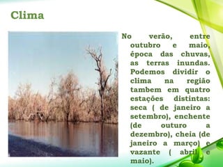 Clima
No verão, entre
outubro e maio,
época das chuvas,
as terras inundas.
Podemos dividir o
clima na região
tambem em quatro
estações distintas:
seca ( de janeiro a
setembro), enchente
(de outuro a
dezembro), cheia (de
janeiro a março) e
vazante ( abril e
maio).
 