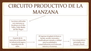 CIRCUITO PRODUCTIVO DE LA
MANZANA
A partir de la
manzana se desarrolla
la industria de jugos y
la producción de
sidra.
Las áreas cultivadas
con manzana se
localizan en el Alto
Valle y Valle Medio
del Río Negro.
Al ingresar al galpón la fruta es
lavada, secada, encerada y
clasificada por tamaño y calidad
para su embalado y
comercialización en el mercado
interno y el exterior.
Los compradores
principales son
Europa y Brasil.
 