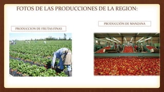 FOTOS DE LAS PRODUCCIONES DE LA REGION:
PRODUCCION DE FRUTAS FINAS
PRODUCCIÓN DE MANZANA
 