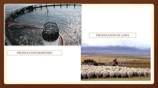 PRODUCCION MARITIMA
PRODUCCION DE LANA
 