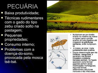 PECUÁRIA Baixa produtividade; Técnicas rudimentares com o gado do tipo zebu criado solto na pastagem; Pequenas propriedades; Consumo interno; Problemas com a doença-do-sono, provocada pela mosca tsé-tsé. 