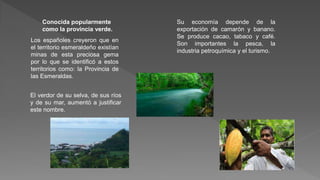 Conocida popularmente
como la provincia verde.
Los españoles creyeron que en
el territorio esmeraldeño existían
minas de esta preciosa gema
por lo que se identificó a estos
territorios como: la Provincia de
las Esmeraldas.
El verdor de su selva, de sus ríos
y de su mar, aumentó a justificar
este nombre.
Su economía depende de la
exportación de camarón y banano.
Se produce cacao, tabaco y café.
Son importantes la pesca, la
industria petroquímica y el turismo.
 