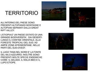 TERRITORIO
ALL'INTERNO DEL PAESE SONO
PRESENTI ALTOPIANIDI MONTAGNE E
ALTOPIANI SEPARATI DALLA GREAT
RIFT VALLEY.
L'ETIOPIA E' UN PAESE DOTATO DI UNA
GRANDE BIODIVERSITA': DAI DESERTI
LUNGO IL CONFINE ORIENTALE, ALLE
FORESTE TROPICALI DEL SUD, AD
AMPIE ZONE AFROMONTANE, NELLE
PARTI DEL SUD-OVEST.
IL LAGO TANA NEL NORD E' LA FONTE
DEL NILO AZZURRO; INOLTRE SONO
PRESENTI MOLTE SPECIE ENDEMICHE
COME: IL GELADA, IL WALIA IBEX E IL
LUPO ETIOPE.
 