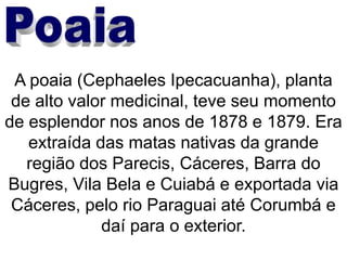 A poaia (Cephaeles Ipecacuanha), planta
de alto valor medicinal, teve seu momento
de esplendor nos anos de 1878 e 1879. Era
extraída das matas nativas da grande
região dos Parecis, Cáceres, Barra do
Bugres, Vila Bela e Cuiabá e exportada via
Cáceres, pelo rio Paraguai até Corumbá e
daí para o exterior.
 