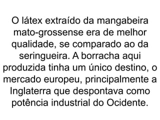 O látex extraído da mangabeira
mato-grossense era de melhor
qualidade, se comparado ao da
seringueira. A borracha aqui
produzida tinha um único destino, o
mercado europeu, principalmente a
Inglaterra que despontava como
potência industrial do Ocidente.
 