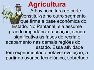 Agricultura   A bovinocultura de corte    constitui-se no outro segmento    que firma a base econômica do Estado. No Pantanal, ela assume grande importância à criação, sendo significativa as fases de recria e acabamento nas demais regiões do  estado. Essa atividade  tem experimentado notável evolução, a partir do avanço tecnológico, sobretudo  