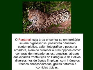 O   Pantanal , cuja área encontra-se em território sul-mato-grossense, possibilita o turismo contemplativo, safári fotográfico e pescaria amadora, além de oferecer outras opções como: compras de mercadorias estrangeiras, através das cidades fronteiriças do Paraguai e da Bolívia, diversos rios de águas límpidas, com inúmeros trechos encachoeirados, grutas naturais e comidas típicas. 
