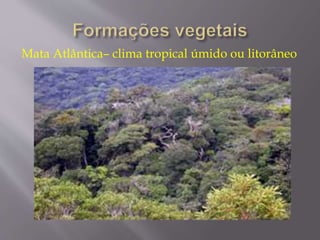 Mata Atlântica– clima tropical úmido ou litorâneo 
 
