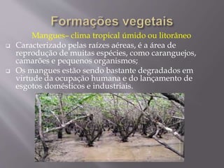 Mangues– clima tropical úmido ou litorâneo 
 Caracterizado pelas raízes aéreas, é a área de 
reprodução de muitas espécies, como caranguejos, 
camarões e pequenos organismos; 
 Os mangues estão sendo bastante degradados em 
virtude da ocupação humana e do lançamento de 
esgotos domésticos e industriais. 
 