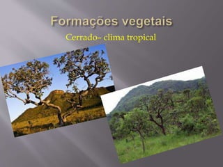 Cerrado– clima tropical 
 