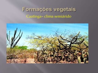 Caatinga– clima semiárido 
 