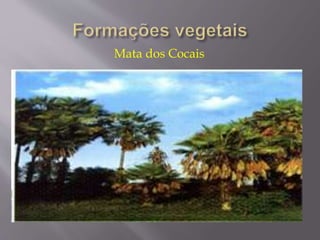 Mata dos Cocais 
 