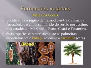 Mata dos Cocais 
 Localizada na região de transição entre o clima da 
Amazônia e o clima semiárido do sertão nordestino, 
nos estados do Maranhão, Piauí, Ceará e Tocantins. 
 Suas espécies características são as palmeiras 
especialmente o babaçu (óleos) e a carnaúba (cera). 
 