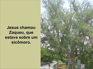 Jesus chamou
Zaqueu, que
estava sobre um
sicômoro.
 
