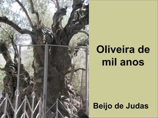 Oliveira de
mil anos
Beijo de Judas
 