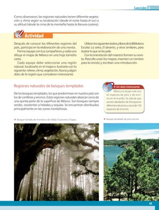 Actividad
Como observaron, las regiones naturales tienen diferente vegeta-
ción y clima según su localización (desde el norte hasta el sur) o
su altitud (desde la cima de la montaña hasta la llanura costera).
ΕΕ Bosque templado de pino-encino.ΕΕ Bosque húmedo de montaña o de niebla. El porvenir, Chiapas.
Después de conocer las diferentes regiones del
país, participa en la elaboración de una revista.
Forma equipo con tus compañeros y cada uno
dibuje el mapa de México en una hoja tamaño
carta.
Cada equipo debe seleccionar una región
natural, localizarla en el mapa e ilustrarla con lo
siguiente:relieve,clima,vegetación,faunayalgún
dato de la región que consideren interesante.
UtilicenlossiguientestextosylibrosdelaBiblioteca
Escolar: La selva, El desierto, y otros similares, para
ilustrar lo que se les pide.
Conlaorientacióndelmaestroformensurevis-
ta. Para ello unan los mapas, inventen un nombre
para la revista y escriban una introducción.
Regiones naturales de bosques templados
De los bosques templados, los que predominan en nuestro país son
losdeconíferasyencinos.Estasregionesnaturalesabarcancercade
una quinta parte de la superficie de México. Son bosques siempre
verdes, resistentes a heladas y sequías. Se encuentran distribuidos
principalmente en las zonas montañosas.
✥ Un dato interesante
México es el país más rico
en especies de pino y de enci-
no en el mundo. Se calcula que
existen alrededor de 50 especies
diferentesdepinosycercade150
especies de encinos.
63
Lección 3
AB-GEO B2_p.42-83.indd 63 12/12/11 10:53
 