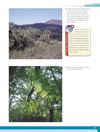 ΕΕ Durante los meses de octubre a marzo,
en que casi no llueve, la selva seca
se caracteriza por sus tonos cafés y
grises. A veces el único verde que se
ve es el de los tallos de las cactáceas
columnares, el del follaje de las“pata
de elefante”, de las“caderonas”o de
algunas yucas.
ΕΕ Durante la época de lluvias, las selvas
secas se cubren de verde.
✥Undatointeresante
Gracias a las selvas
y bosques tenemos
agua de arroyos y ríos que
se forman de las lluvias y
quesoncaptadasporlavege-
tación. Asimismo, los árboles
captan el dióxido de carbo-
no y permiten, a través de la
fotosíntesis, la reproducción
del oxígeno, indispensable
para la vida.
67
Lección 3
AB-GEO B2_p.42-83.indd 67 12/12/11 10:53
 