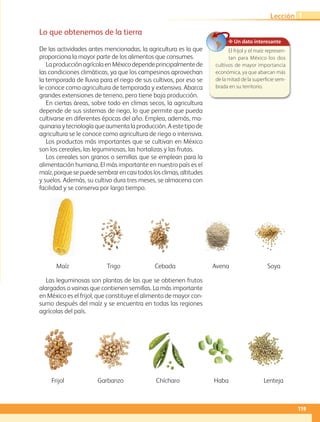 Lo que obtenemos de la tierra
De las actividades antes mencionadas, la agricultura es la que
proporciona la mayor parte de los alimentos que consumes.
LaproducciónagrícolaenMéxicodependeprincipalmentede
las condiciones climáticas, ya que los campesinos aprovechan
la temporada de lluvia para el riego de sus cultivos, por eso se
le conoce como agricultura de temporada y extensiva. Abarca
grandes extensiones de terreno, pero tiene baja producción.
En ciertas áreas, sobre todo en climas secos, la agricultura
depende de sus sistemas de riego, lo que permite que pueda
cultivarse en diferentes épocas del año. Emplea, además, ma-
quinariaytecnologíaqueaumentalaproducción.Aestetipode
agricultura se le conoce como agricultura de riego o intensiva.
Los productos más importantes que se cultivan en México
son los cereales, las leguminosas, las hortalizas y las frutas.
Los cereales son granos o semillas que se emplean para la
alimentación humana. El más importante en nuestro país es el
maíz,porquesepuedesembrarencasitodoslosclimas,altitudes
y suelos. Además, su cultivo dura tres meses, se almacena con
facilidad y se conserva por largo tiempo.
Maíz Trigo Cebada Avena Soya
Frijol Garbanzo Chícharo Haba Lenteja
✥ Un dato interesante
El frijol y el maíz represen-
tan para México los dos
cultivos de mayor importancia
económica, ya que abarcan más
de la mitad de la superficie sem-
brada en su territorio.
Las leguminosas son plantas de las que se obtienen frutos
alargados o vainas que contienen semillas. La más importante
en México es el frijol, que constituye el alimento de mayor con-
sumo después del maíz y se encuentra en todas las regiones
agrícolas del país.
119
Lección 1
AB-GEO B4_114-147.indd 119 12/12/11 10:21
 