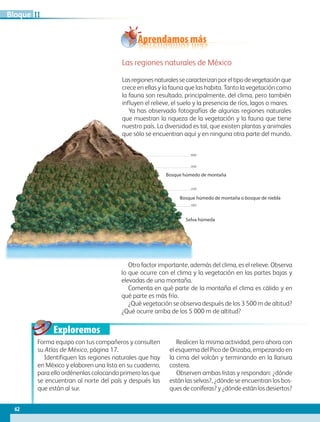 Exploremos
Las regiones naturales de México
Lasregionesnaturalessecaracterizanporeltipodevegetaciónque
crece en ellas y la fauna que las habita. Tanto la vegetación como
la fauna son resultado, principalmente, del clima, pero también
influyen el relieve, el suelo y la presencia de ríos, lagos o mares.
Ya has observado fotografías de algunas regiones naturales
que muestran la riqueza de la vegetación y la fauna que tiene
nuestro país. La diversidad es tal, que existen plantas y animales
que sólo se encuentran aquí y en ninguna otra parte del mundo.
Aprendamos más
Forma equipo con tus compañeros y consulten
su Atlas de México, página 17.
Identifiquen las regiones naturales que hay
en México y elaboren una lista en su cuaderno,
para ello ordénenlas colocando primero las que
se encuentran al norte del país y después las
que están al sur.
Realicen la misma actividad, pero ahora con
el esquema del Pico de Orizaba, empezando en
la cima del volcán y terminando en la llanura
costera.
Observen ambas listas y respondan: ¿dónde
están las selvas?, ¿dónde se encuentran los bos-
ques de coníferas? y ¿dónde están los desiertos?
Otro factor importante, además del clima, es el relieve. Observa
lo que ocurre con el clima y la vegetación en las partes bajas y
elevadas de una montaña.
Comenta en qué parte de la montaña el clima es cálido y en
qué parte es más frío.
¿Qué vegetación se observa después de los 3 500 m de altitud?
¿Qué ocurre arriba de los 5 000 m de altitud?
Bosque húmedo de montaña
Bosque húmedo de montaña o bosque de niebla
Selva húmeda
62
IIBloque
AB-GEO B2_p.42-83.indd 62 12/12/11 10:53
 